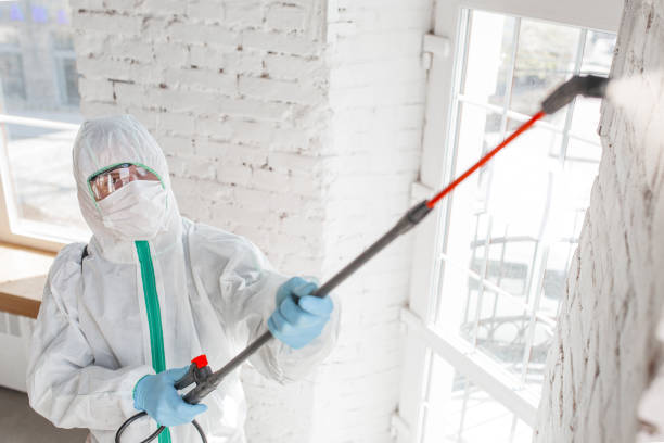 Mold Odor Removal Services in Lone Jack, MO